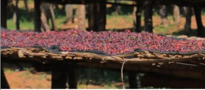 Ethiopia - Aba & Guji - Green Coffee Beans